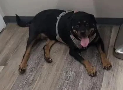 An adult extra large-sized female Brown / Chocolate Rottweiler dog named Raven for adoption in Reisterstown, MD