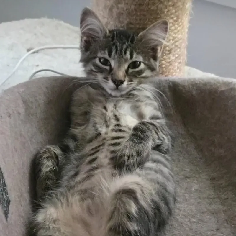 A baby medium-sized male Domestic Medium Hair cat named Dr Abbott for adoption in Medford, OR