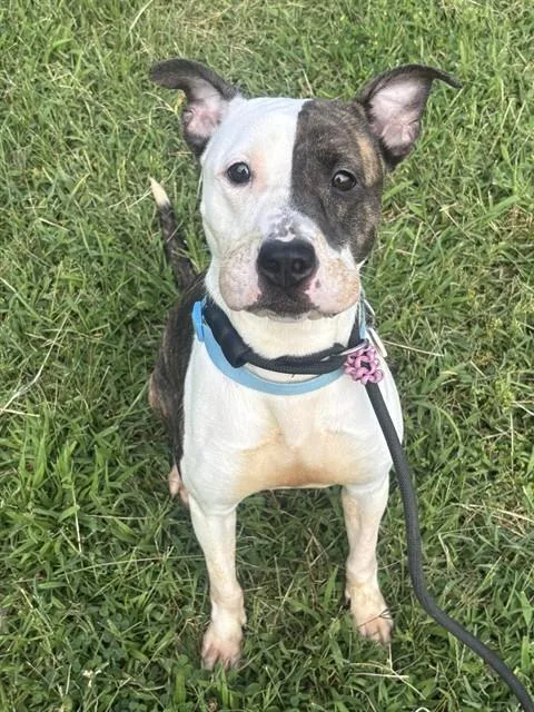 A young large-sized female Pit Bull Terrier dog named Joy for adoption in Upper Marlboro, MD