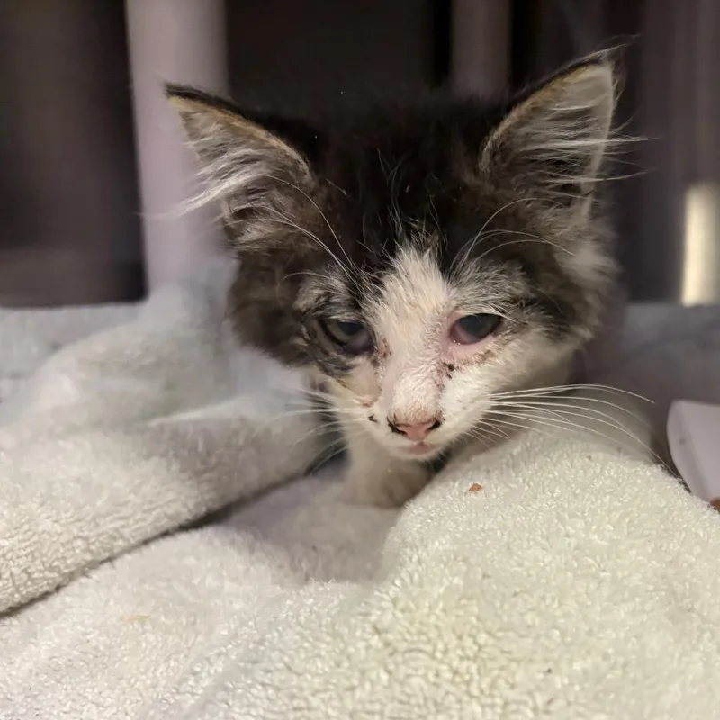 A baby small-sized male Black Domestic Medium Hair cat named IVHSStray for adoption in San Gabriel, CA