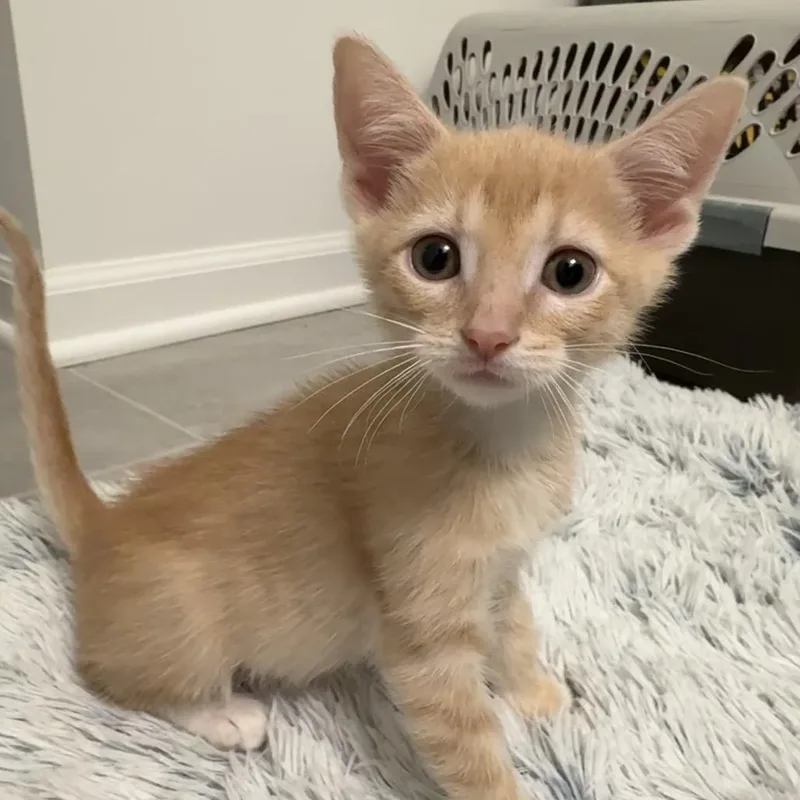 A baby small-sized male Buff / Tan / Fawn Domestic Short Hair cat named Neptune for adoption in South Elgin, IL