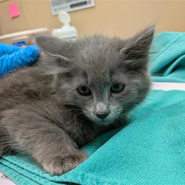 A baby small-sized male Gray / Blue / Silver Domestic Long Hair cat named Twix for adoption in Tacoma, WA