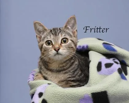 A baby small-sized female Domestic Short Hair cat named Fritter for adoption in Parma, OH
