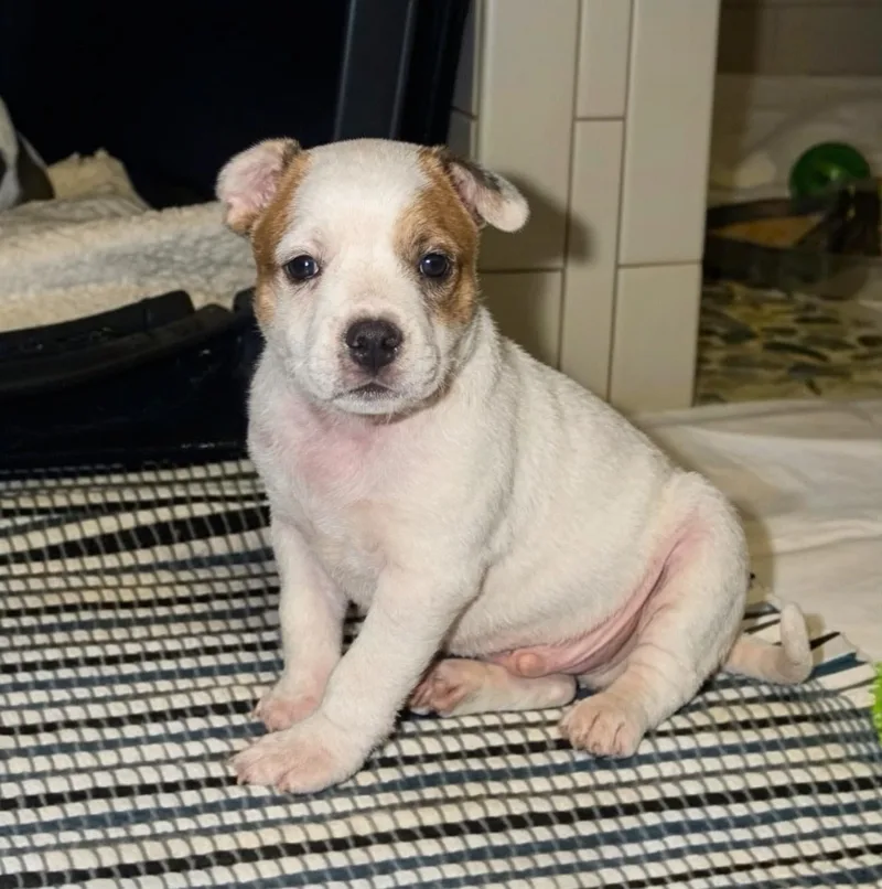 A baby medium-sized male Australian Cattle Dog / Blue Heeler dog named Lucky for adoption in Marietta, GA