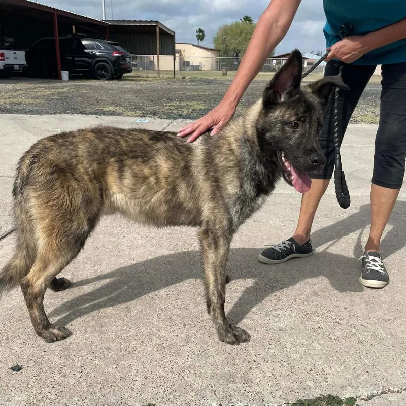 A young small-sized male Brindle Shepherd dog named Finn C for adoption in Allen, TX