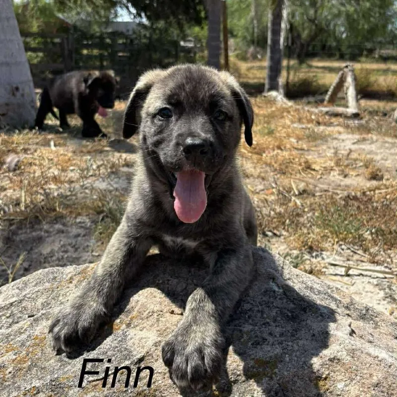 Finn C thumbnail 5