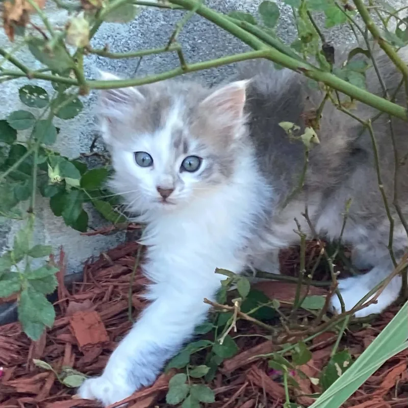 A young medium-sized female Domestic Medium Hair cat named Beth for adoption in Fort Payne, AL