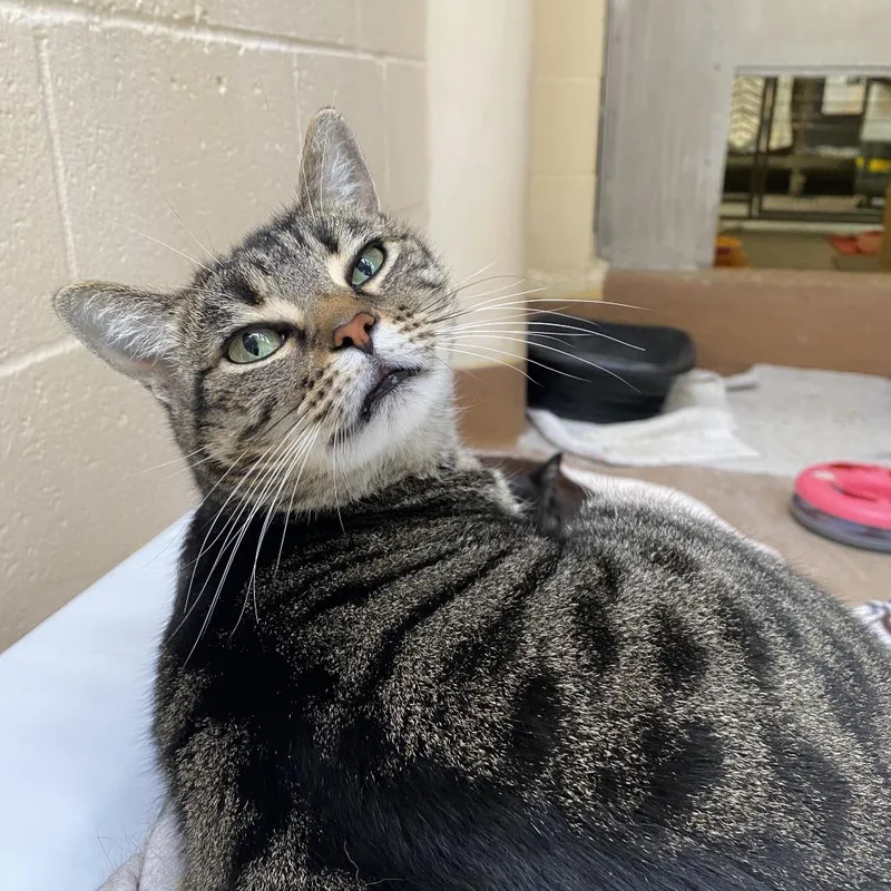 Star Fire thumbnail 4