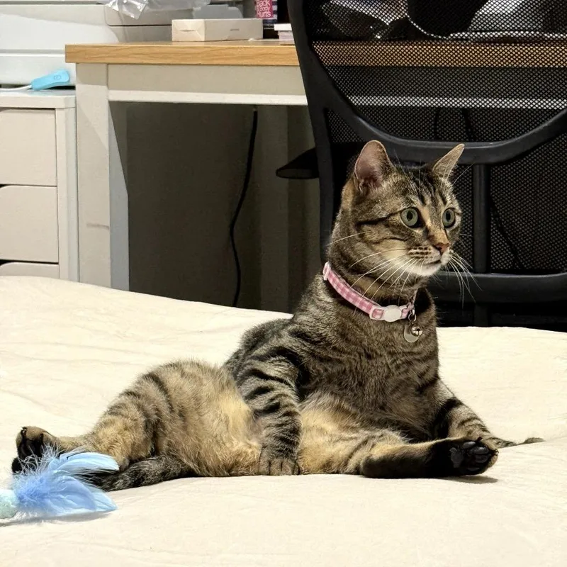 Star Fire thumbnail 6