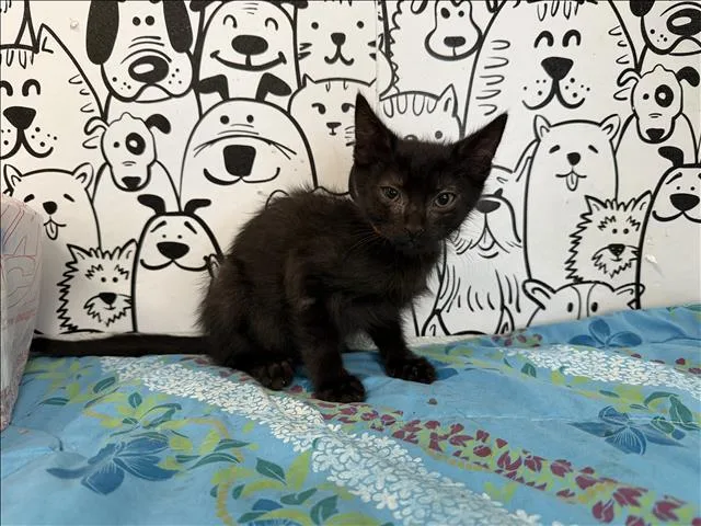 A baby small-sized male Domestic Short Hair cat named A for adoption in San Pedro, CA