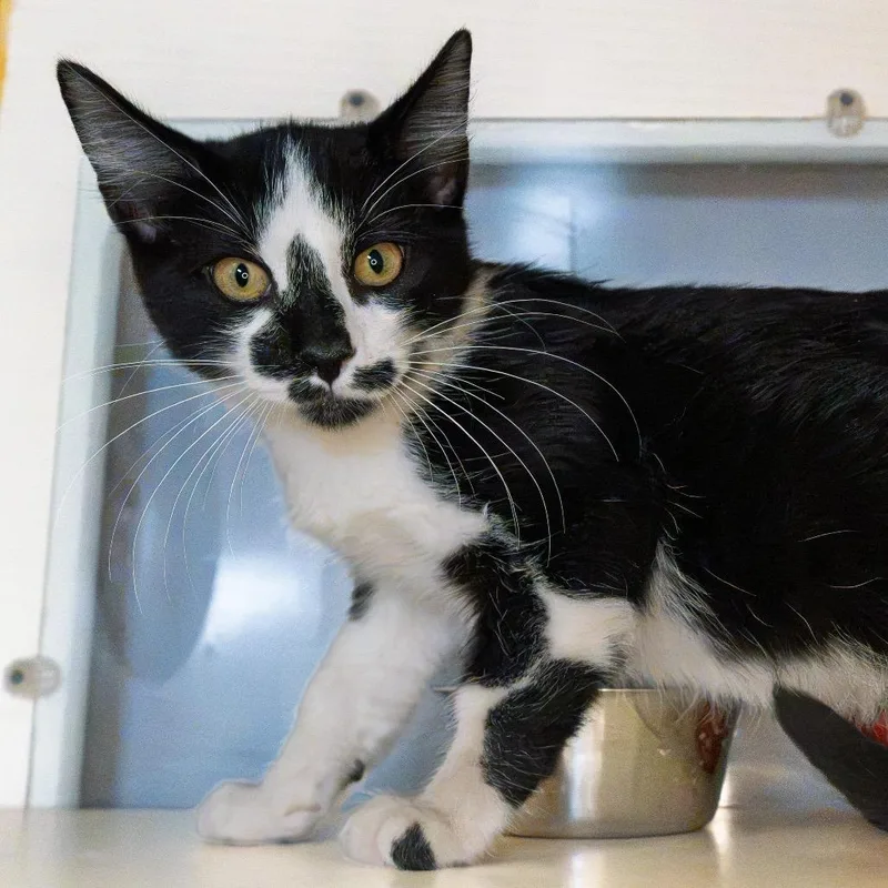 A baby medium-sized male Black Domestic Short Hair cat named Club for adoption in South Elgin, IL