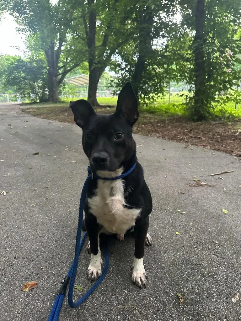 An adult small-sized male Mixed Breed dog named Pierre for adoption in Lawrenceburg, TN