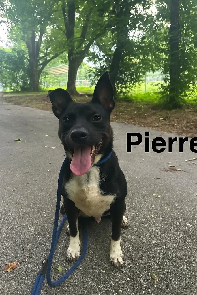 Pierre thumbnail 6