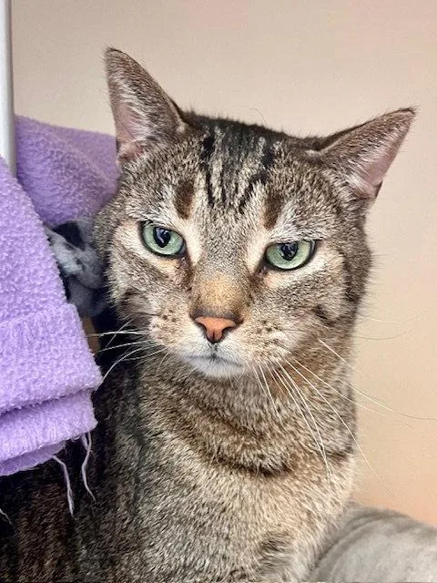 A senior medium-sized male Domestic Short Hair cat named Monty for adoption in Webster, WI