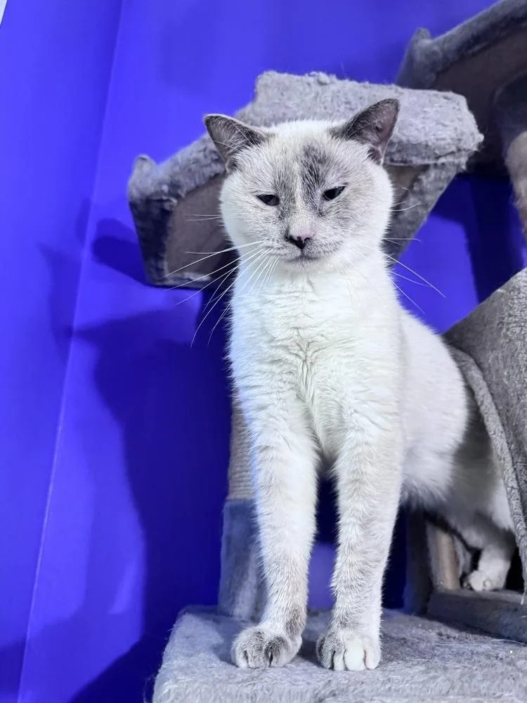 A young medium-sized female Siamese cat named Daydream for adoption in Vienna , VA