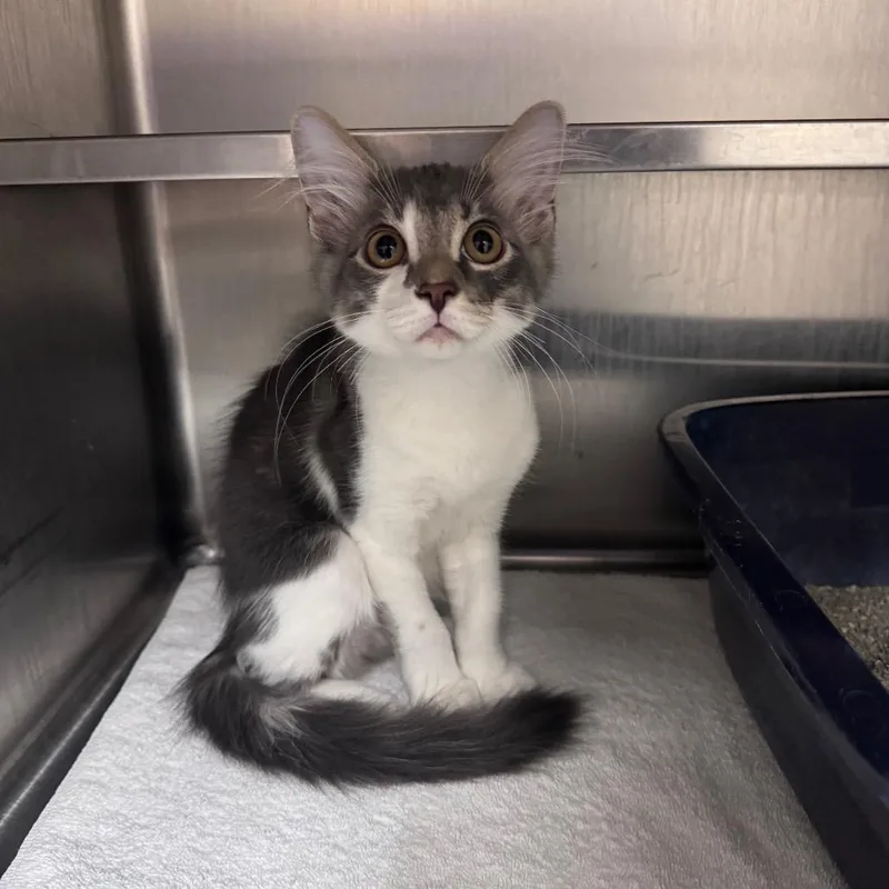 A baby small-sized male Gray / Blue / Silver Domestic Short Hair cat named Lord Dorian for adoption in Middleburg, FL
