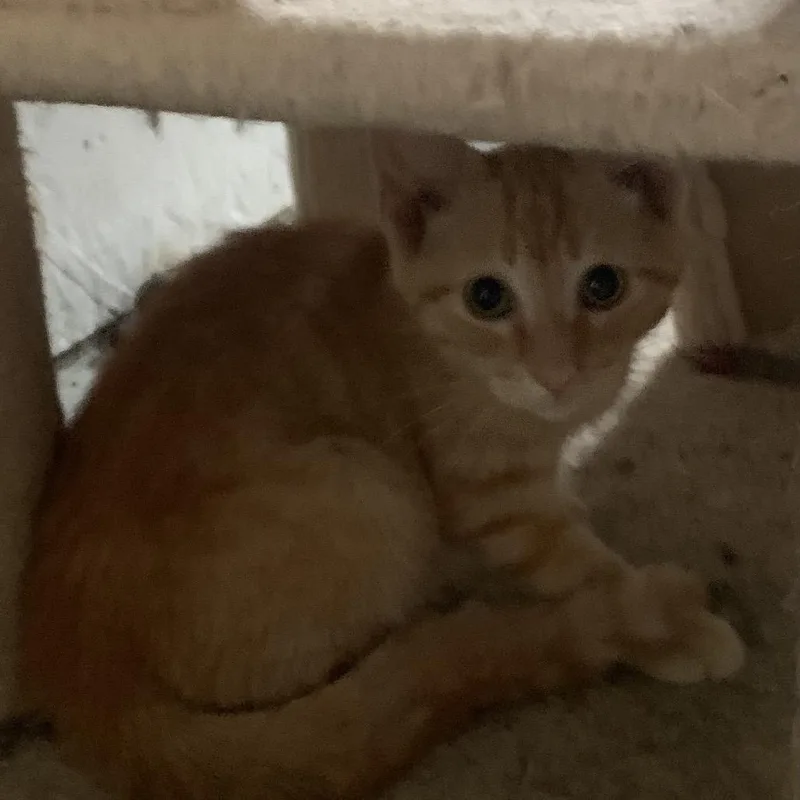A baby small-sized male Orange / Red Domestic Short Hair cat named Marty Estep for adoption in Woodstock, VA