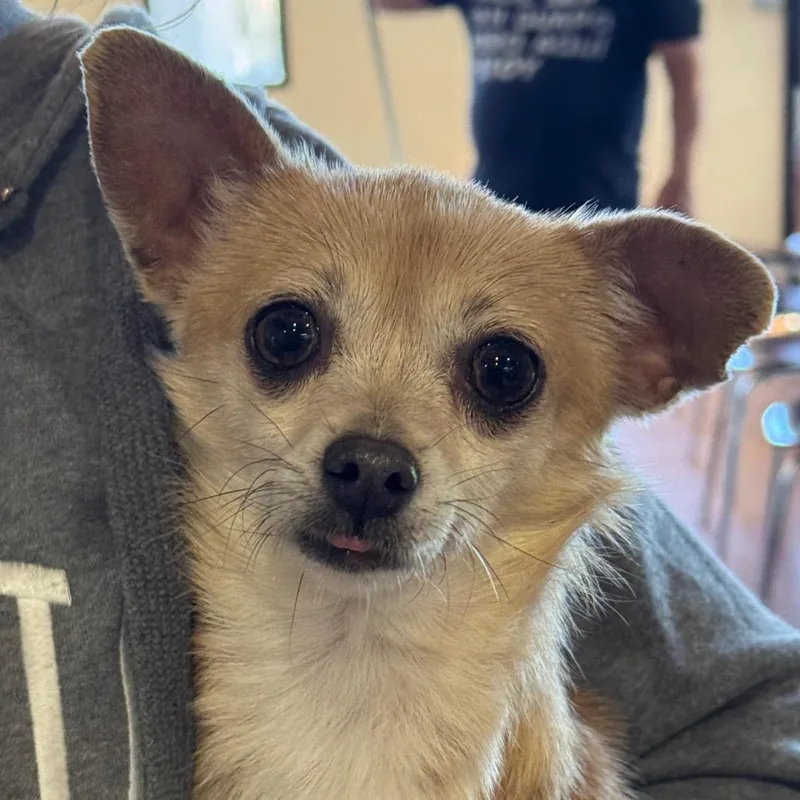 An adult small-sized female Yellow / Tan / Blond / Fawn Chihuahua dog named Cafecita for adoption in Santa Barbara, CA