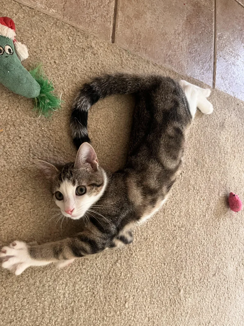 A baby medium-sized male Tabby (Brown / Chocolate) Domestic Short Hair cat named Smokey for adoption in Landenberg, PA