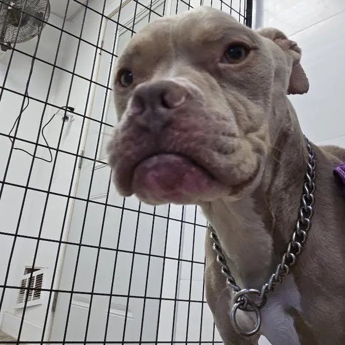 A senior medium-sized male Golden Pit Bull Terrier dog named Blu for adoption in Blue Earth, MN