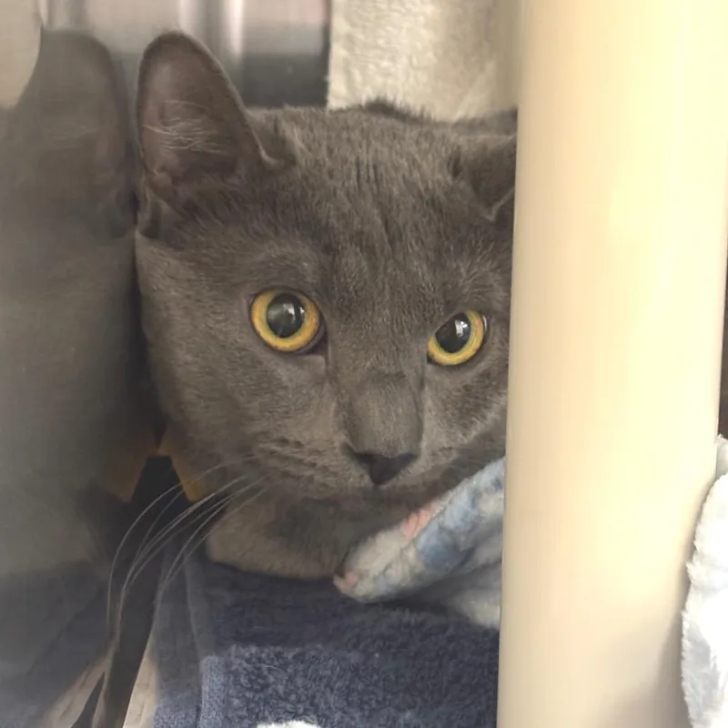 An adult small-sized male Gray / Blue / Silver Domestic Medium Hair cat named Zion for adoption in Springfield, MA
