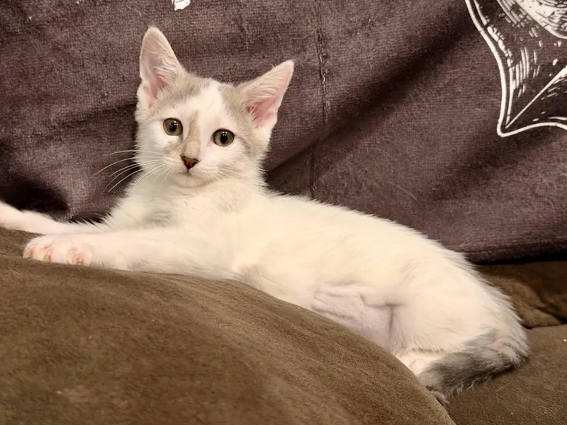 A baby medium-sized female Buff & White Siamese cat named Carly for adoption in Norco, CA