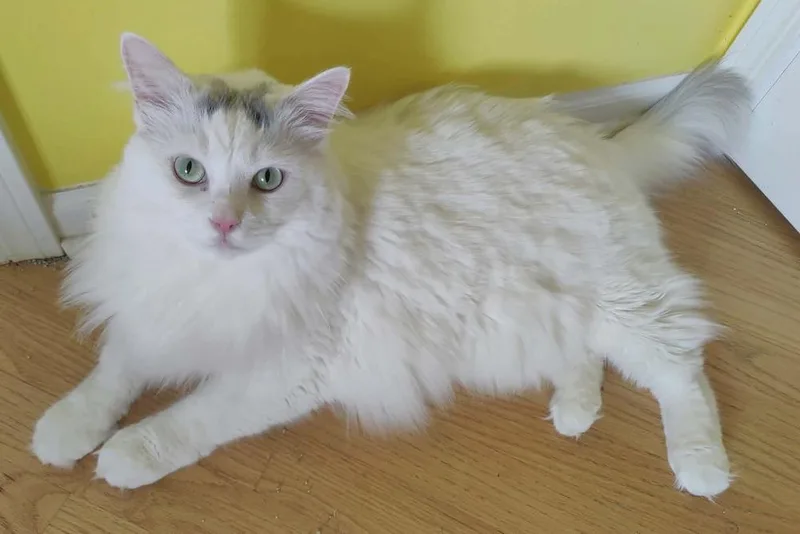 A young large-sized male Gray & White Turkish Van cat named David Bowie for adoption in Chicago, IL