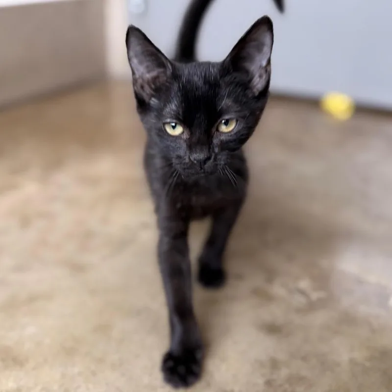 A baby small-sized male Black Domestic Short Hair cat named Mario for adoption in Green Bay, WI