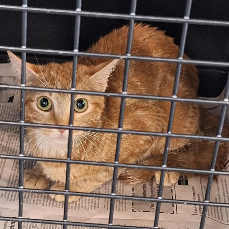 A young small-sized female Orange / Red Domestic Short Hair cat named Ginger for adoption in Montgomery, AL