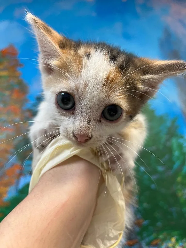 A baby small-sized female Domestic Short Hair cat named Peaches for adoption in New Braunfels, TX
