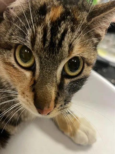 A young small-sized female Domestic Short Hair cat named Kim for adoption in Riverside, CA