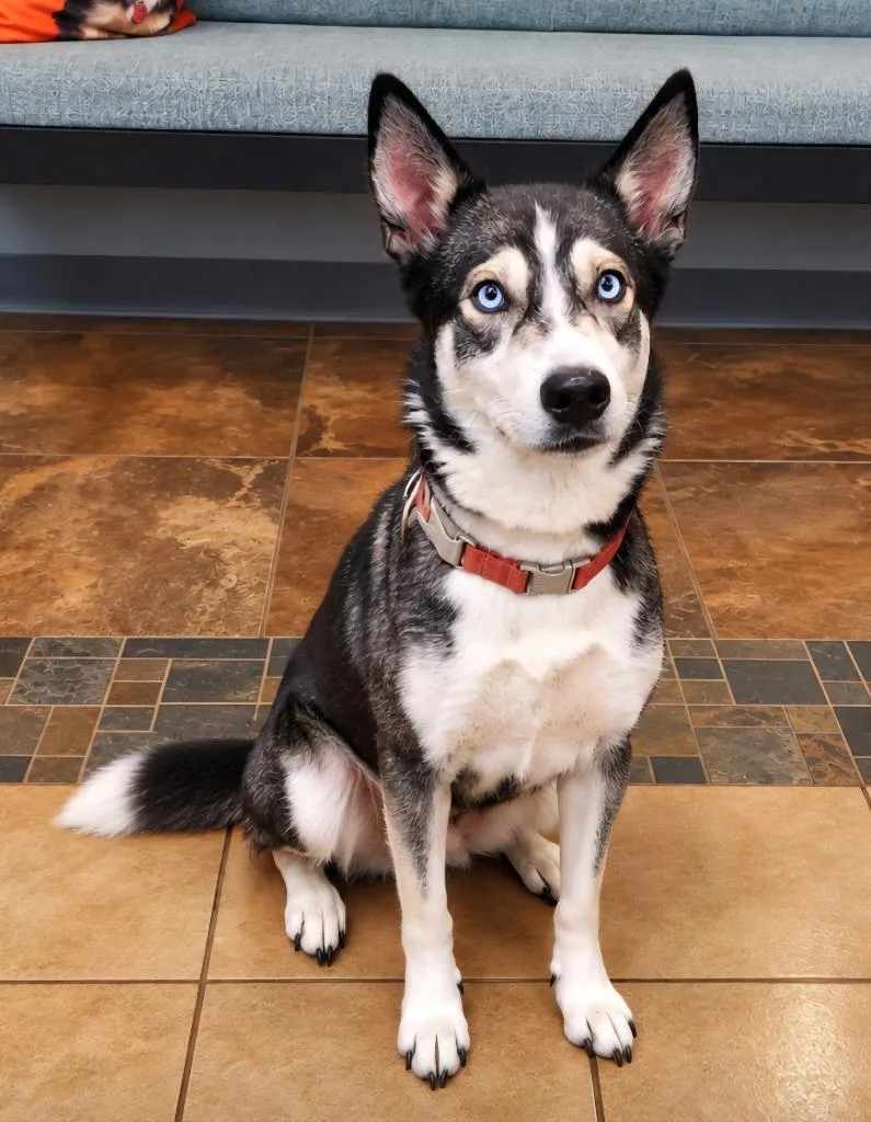 An adult medium-sized female Husky dog named Creek for adoption in Cottonwood, AZ