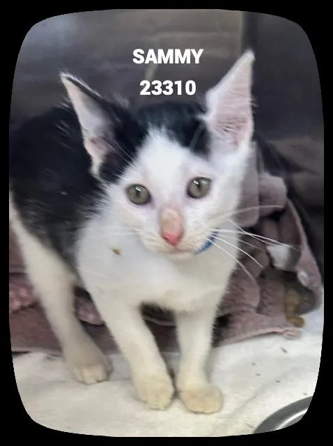 A baby small-sized male White Domestic Short Hair cat named Sammy for adoption in Marietta, GA