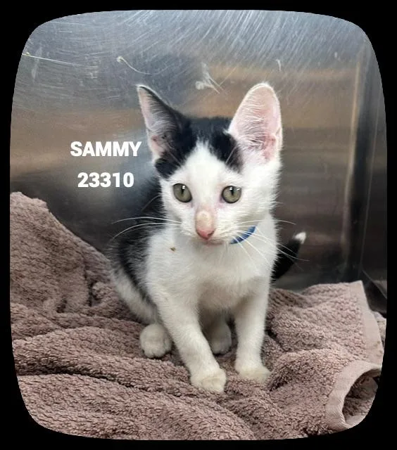 Sammy thumbnail 2