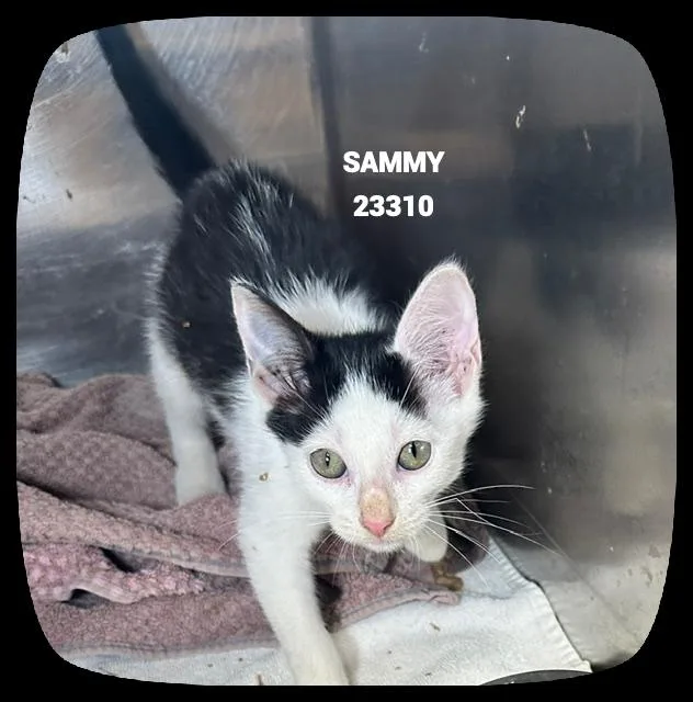 Sammy thumbnail 3