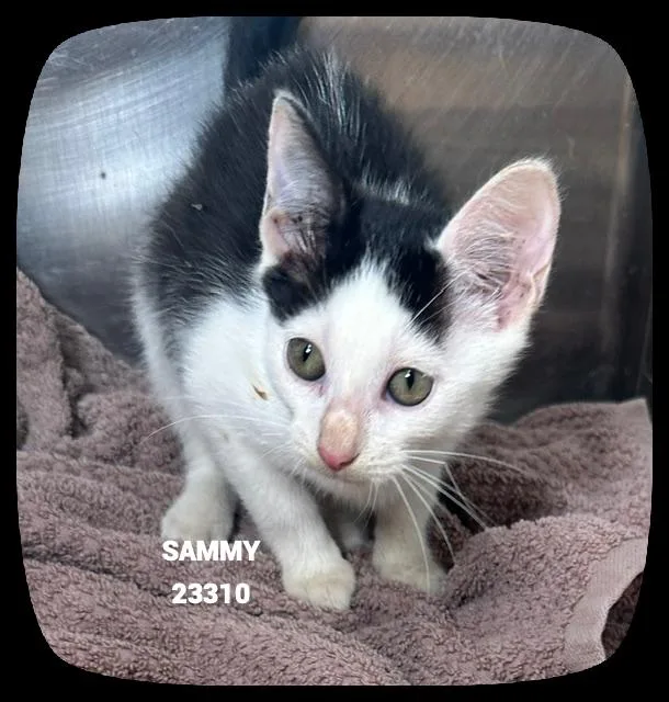 Sammy thumbnail 4