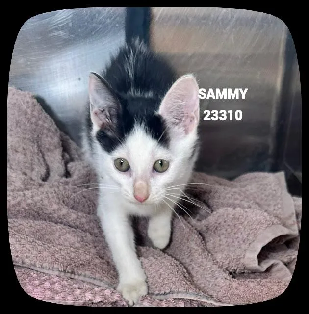Sammy thumbnail 5