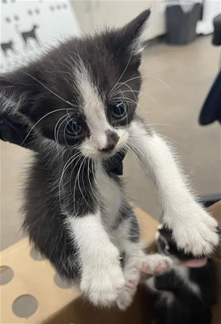 A baby medium-sized female Domestic Short Hair cat named Chili for adoption in Dallas, TX
