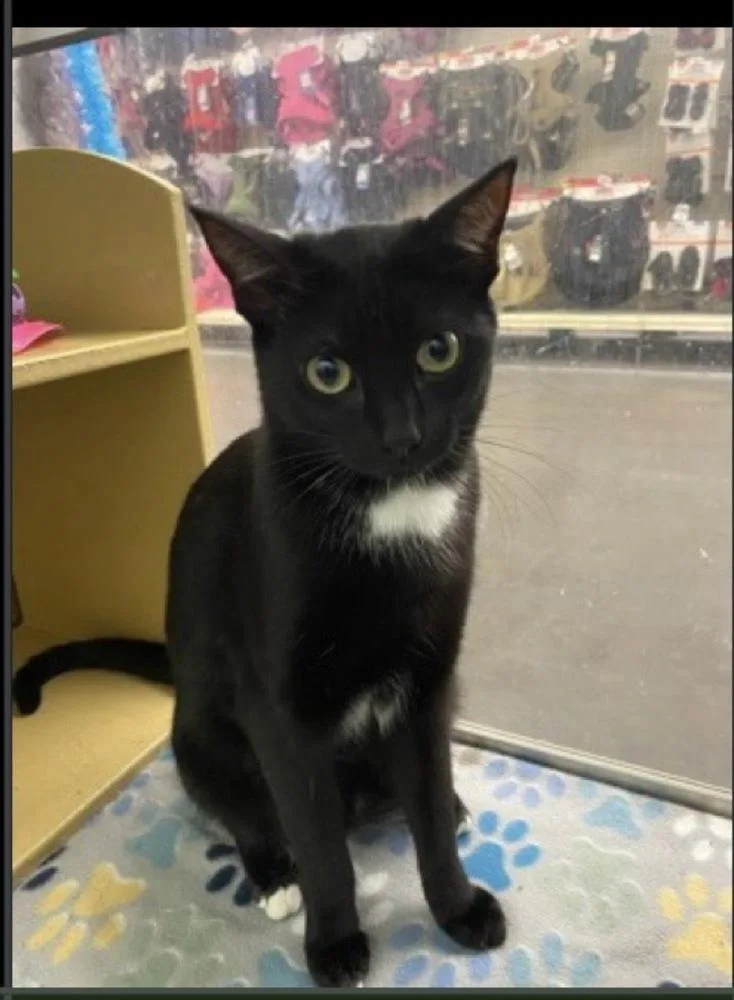 An adult medium-sized male Domestic Short Hair cat named Spider for adoption in Lafayette, CO