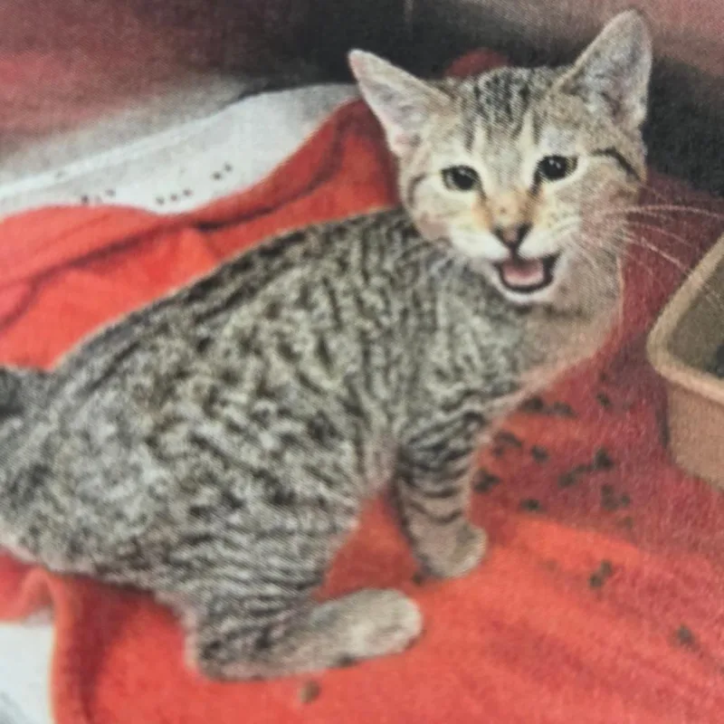 A baby small-sized male Brown / Chocolate Domestic Short Hair cat named Sam for adoption in Austin, TX