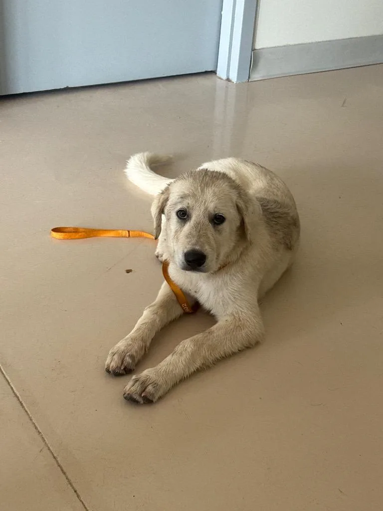 A baby medium-sized female Great Pyrenees dog named Juniper for adoption in Belton, TX