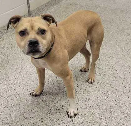 A senior medium-sized female White / Cream Pit Bull Terrier dog named Laney for adoption in Kansas City, MO