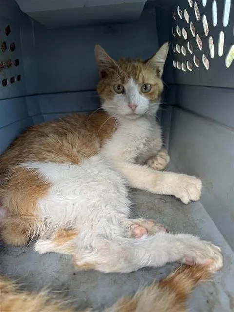 A young small-sized male Domestic Short Hair cat named Ginger for adoption in San Antonio, TX
