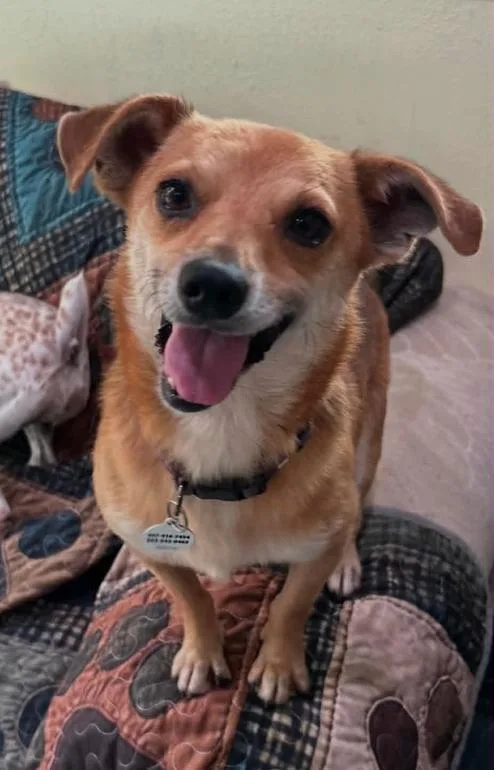 An adult small-sized male Chihuahua dog named Benji for adoption in Osteen, FL