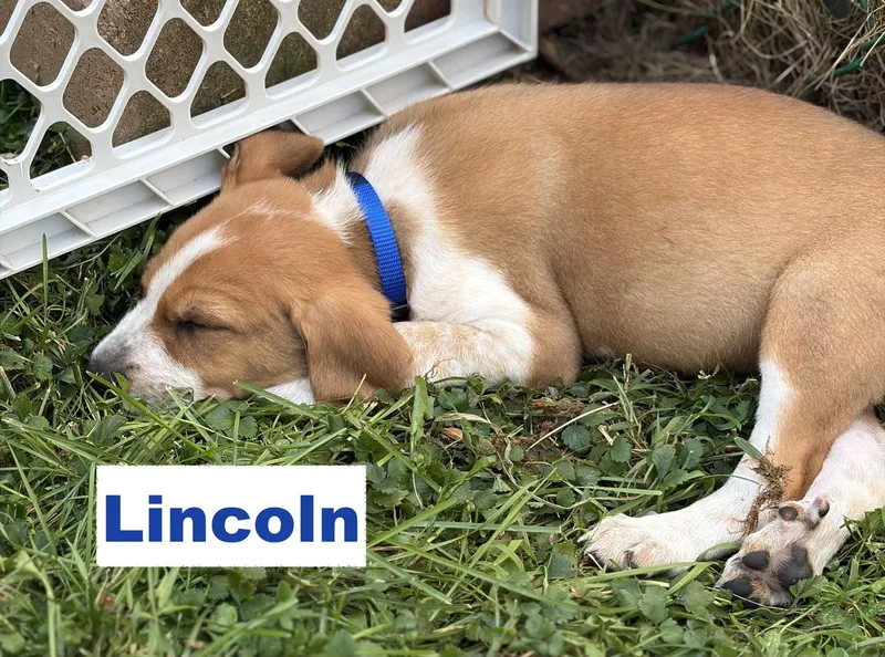 Lincoln