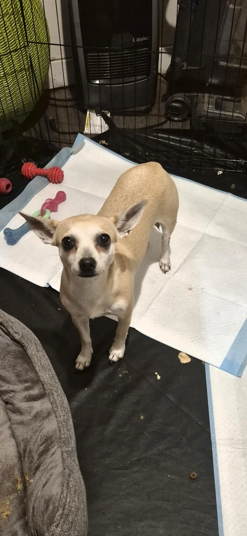 A young small-sized female Apricot / Beige Chiweenie dog named Penelope for adoption in Olympia, WA