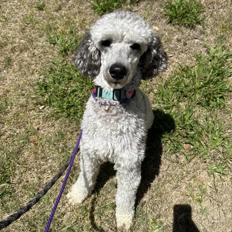 A baby medium-sized female Gray / Blue / Silver Standard Poodle dog named Misty for adoption in Sarasota, FL