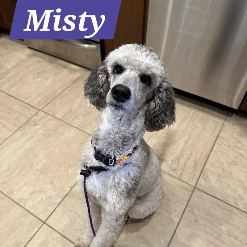 Misty thumbnail 4