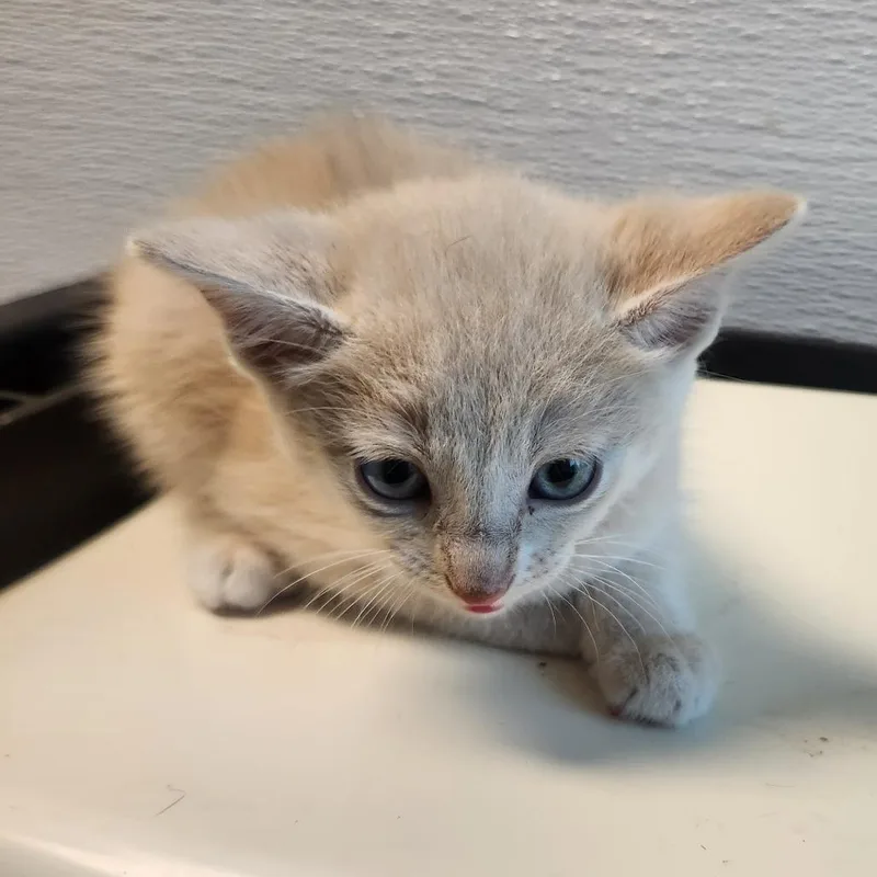 A baby small-sized male Buff / Tan / Fawn Domestic Short Hair cat named Hercules for adoption in Norman, OK