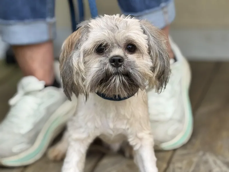 A young small-sized male Sable Shih Tzu dog named Romeo for adoption in Meherrin, VA